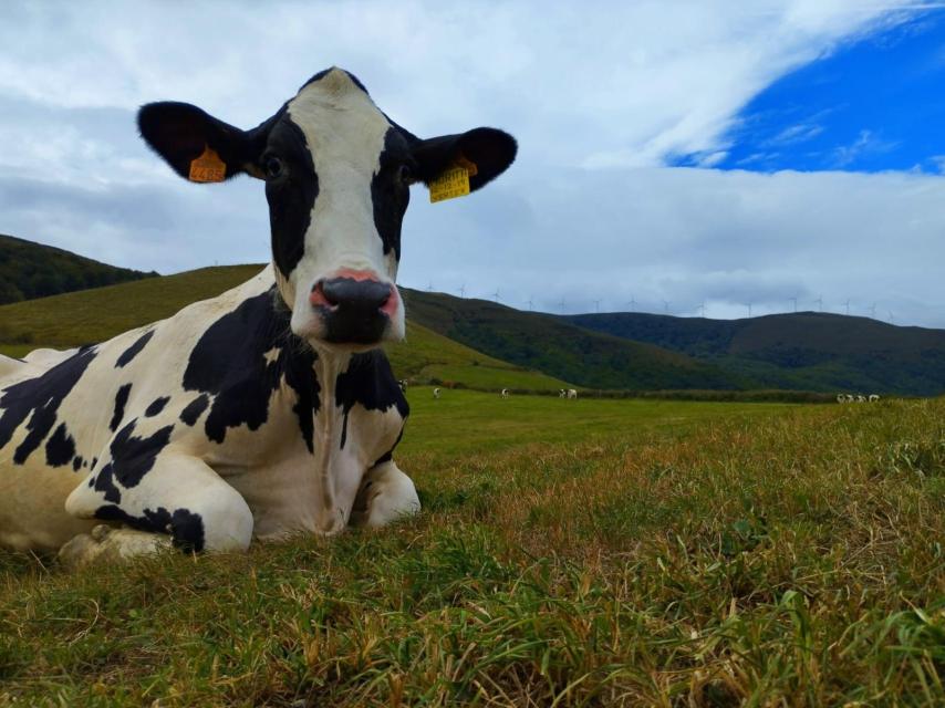 Una de las vacas de Rosario pastando
