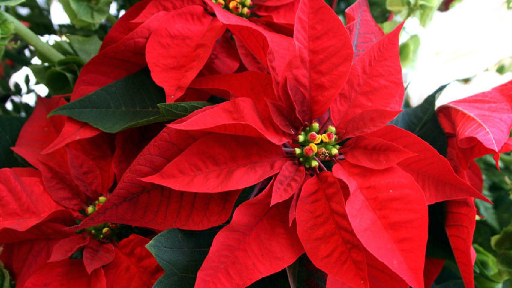 Cómo elegir una flor de pascua que dure hasta Navidad