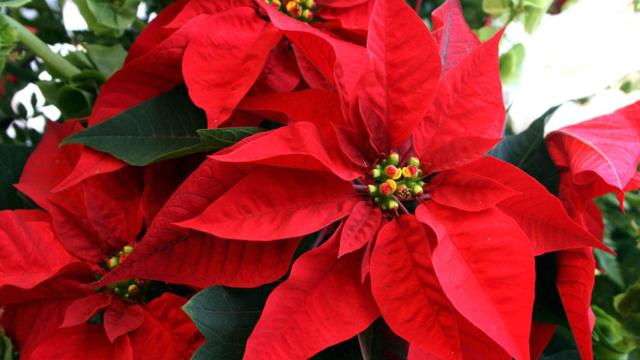 Cómo elegir una flor de pascua que dure hasta Navidad