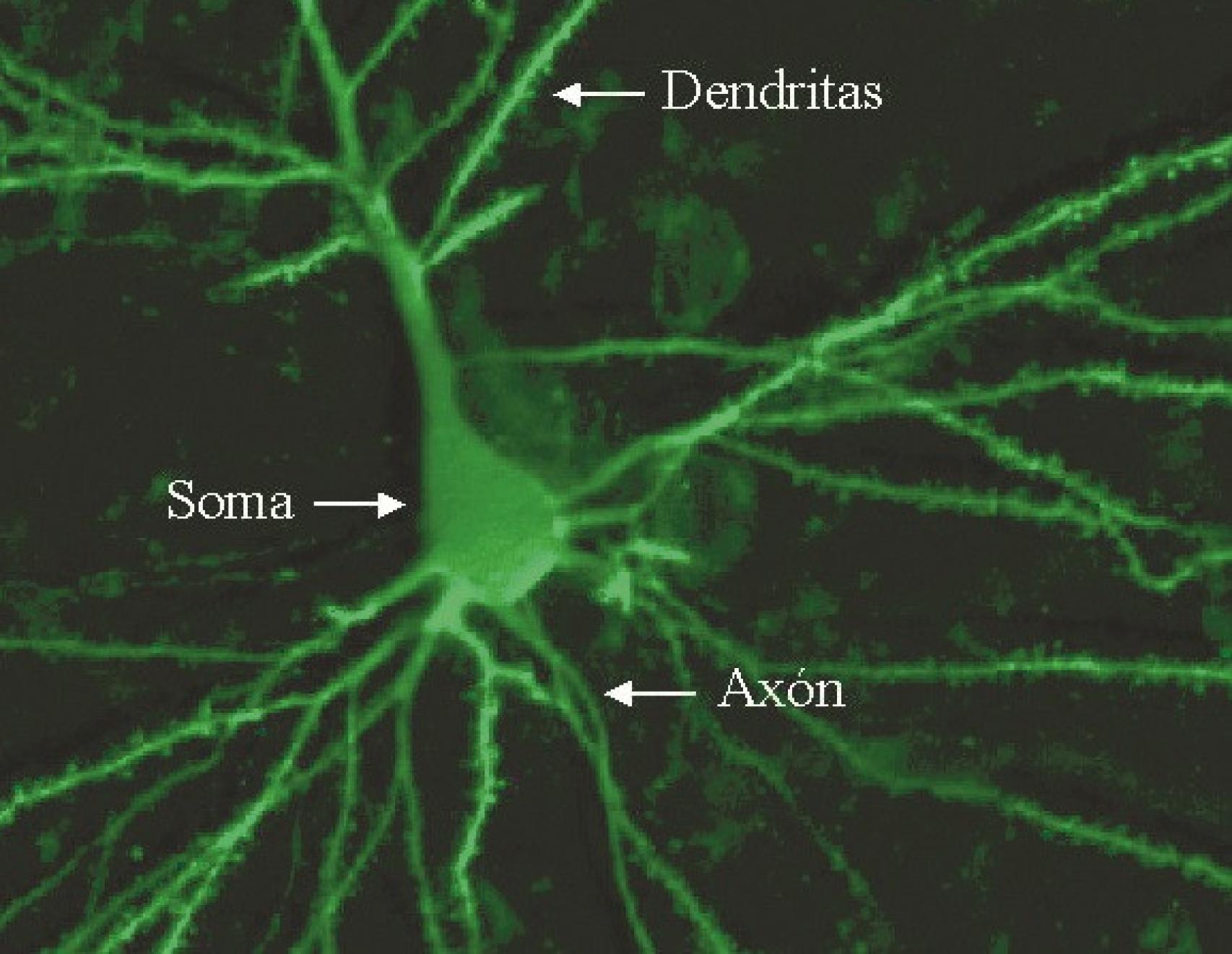 Mapeo del cerebro humano  para modelos computacionales. Imagen: Javier DeFelipe