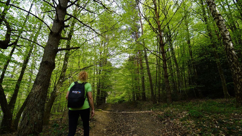 El increíble bosque por el que se puede caminar por sus sendas