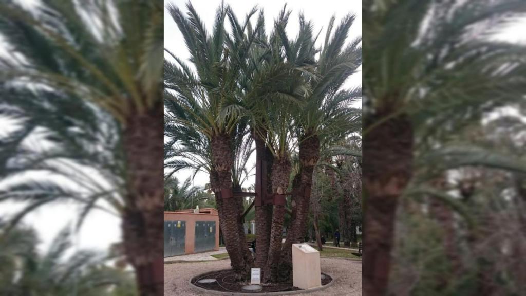 Palmera de la font.
