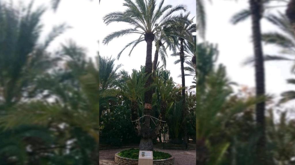 Palmera Don Diego.