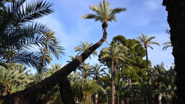 La pipa de San Placido.