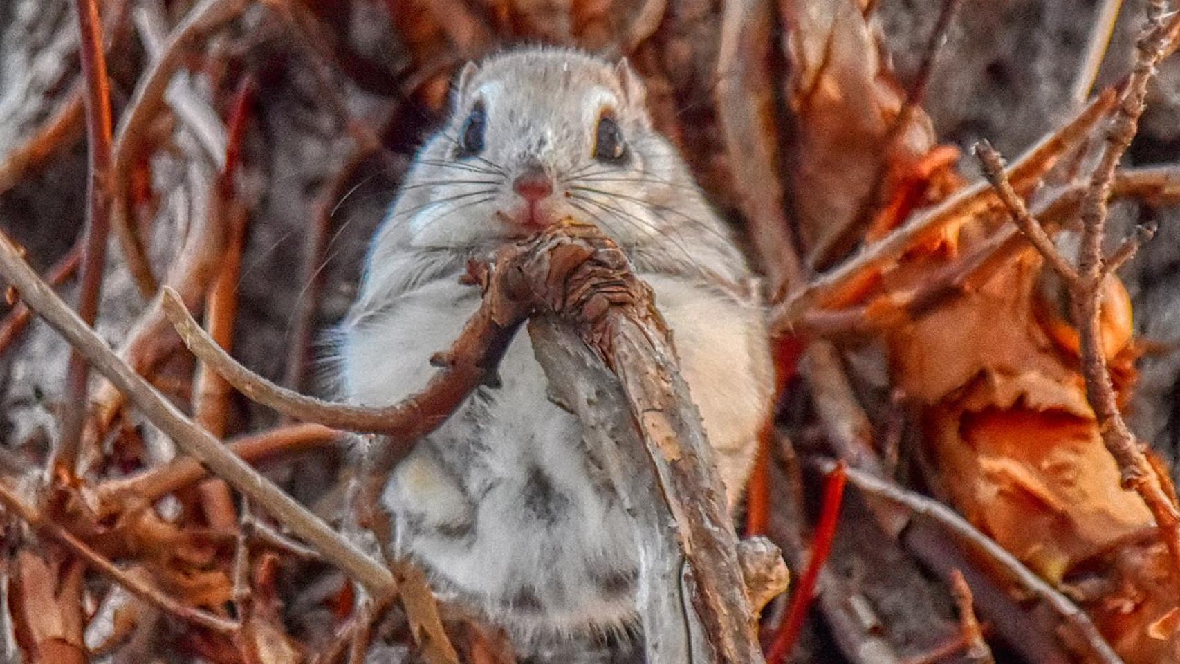 Ardilla siberiana