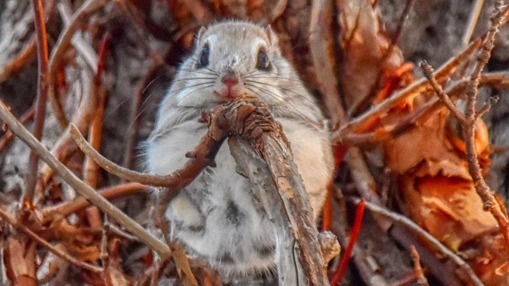 Ardilla siberiana