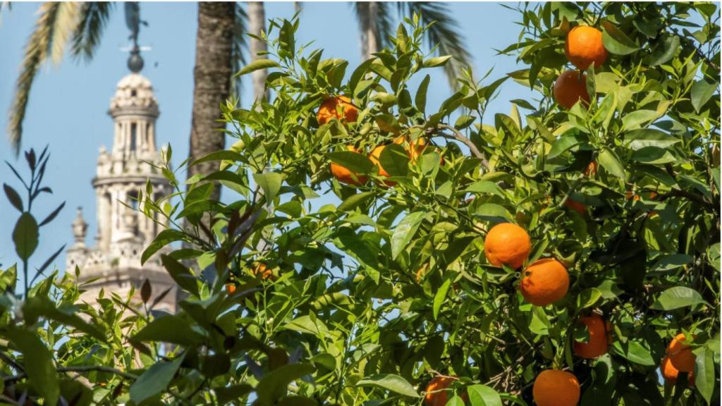 Naranjos en el centro de Sevilla