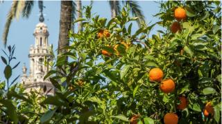 Naranjos en el centro de Sevilla
