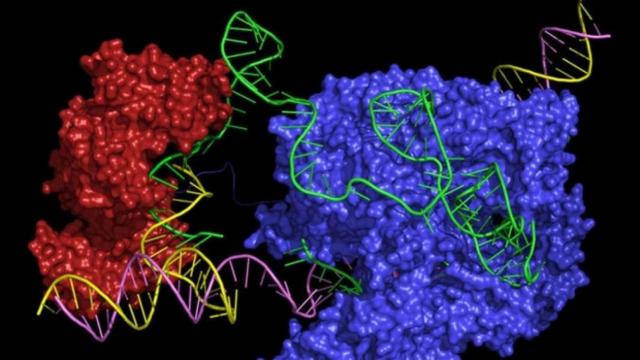 Estados Unidos aprueba el primer medicamento basado en edición genética CRISPR