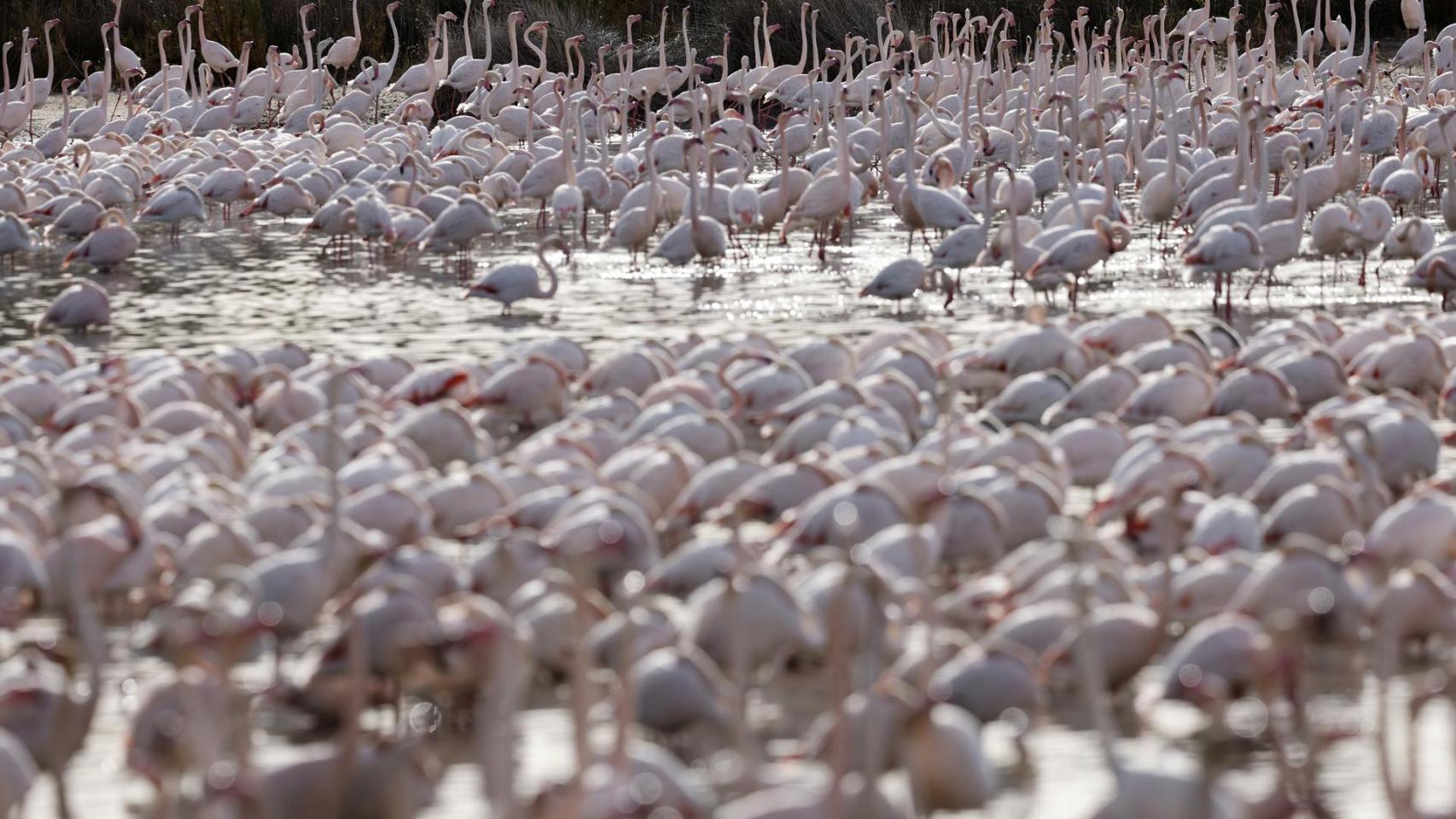 Vista general de la colonia de flamencos comunes que se pueden ver estos días en el parque natural de la Albufera
