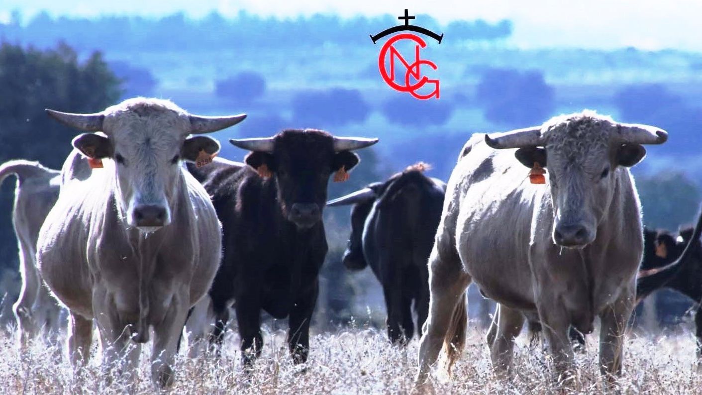 Visita a la ganadería zamorana Toros Villalpando
