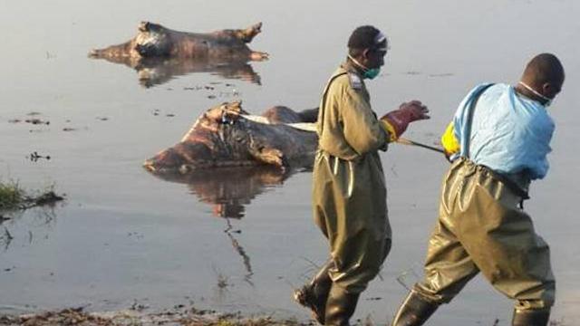 Retirada de cuerpos de hipopótamos presuntamente muertos por ántrax. The Namibian.
