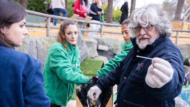 Julián Santiago, profesor del CSIC, enseña una muestra del semen extraído a un pingüino africano.
