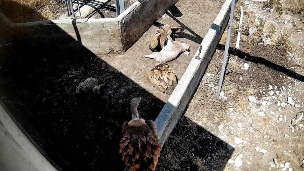 Imagen de los buitres devorando al cerdo.
