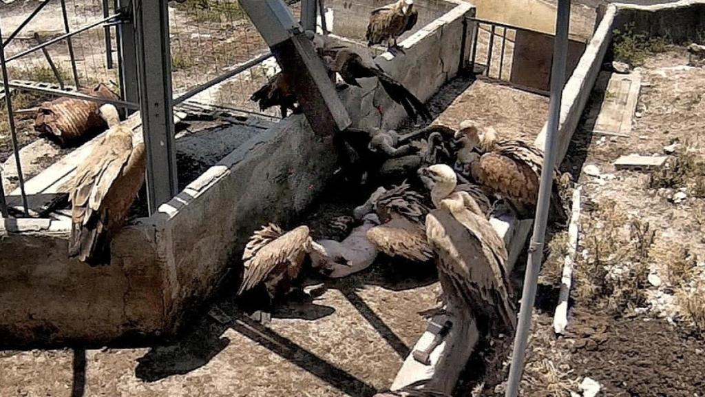 Imagen de un grupo de buitres devorando a un cerdo desatendido en la 'granja del terror' de Quintanilla del Coco, en Burgos