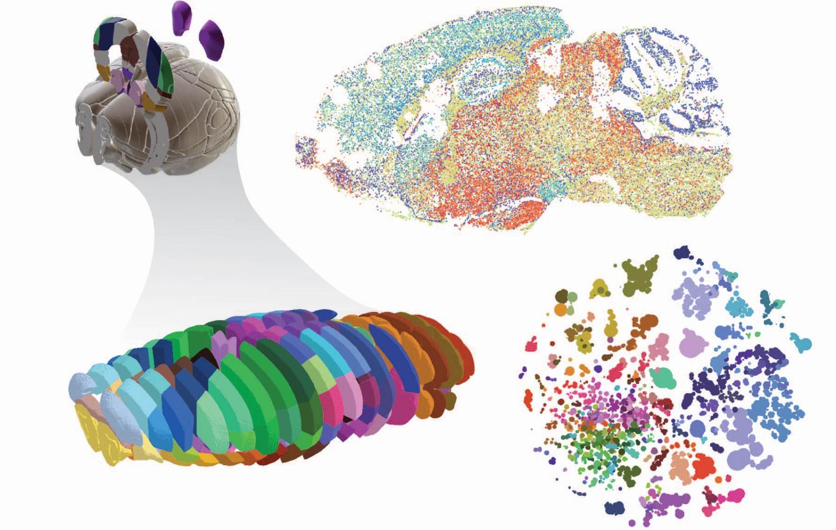 El cerebro es laminado en secciones para determinar qué células están presentes. SALK Institute.