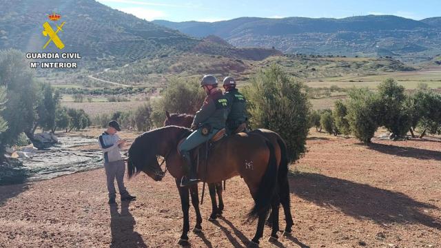 Helicópteros y caballos, las armas de la Guardia Civil para evitar el robo de aceitunas
