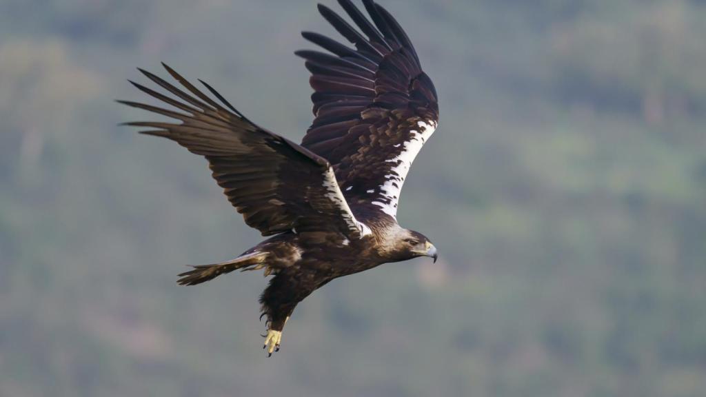 Águila imperial