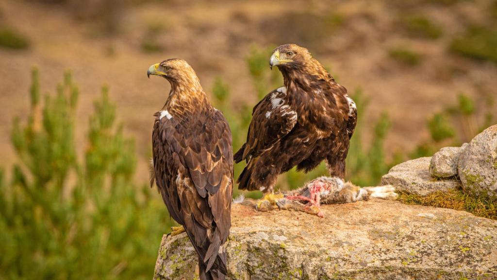 Imagen de una pareja de águilas imperiales ibéricas