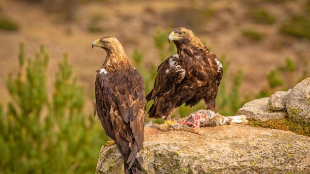 Imagen de una pareja de águilas imperiales ibéricas