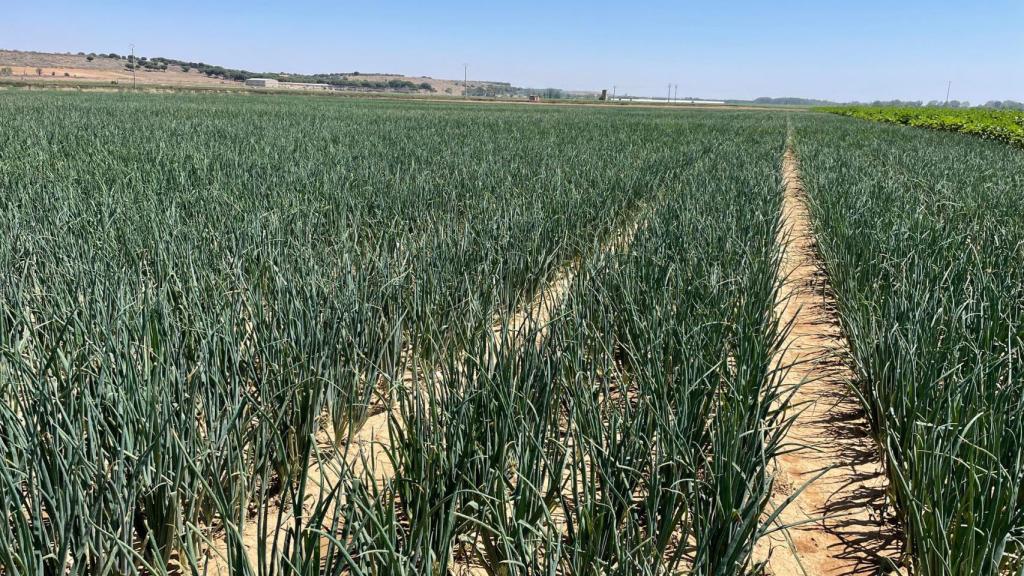 Cebollas cultivadas por ambos hermanos