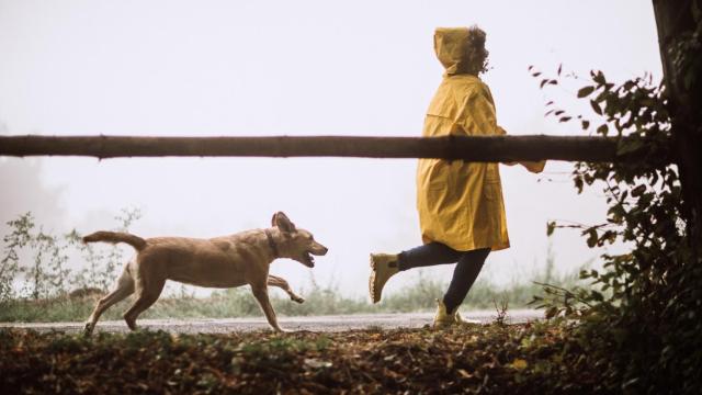 ¿Por qué tu perro te sigue a todos lados? El motivo por el que el resto de animales no lo hacen