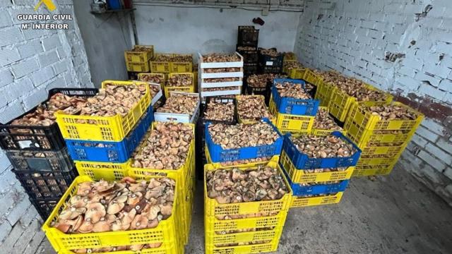 Intervienen 1.450 kilos de níscalos recogidos ilegalmente en Ciudad Real