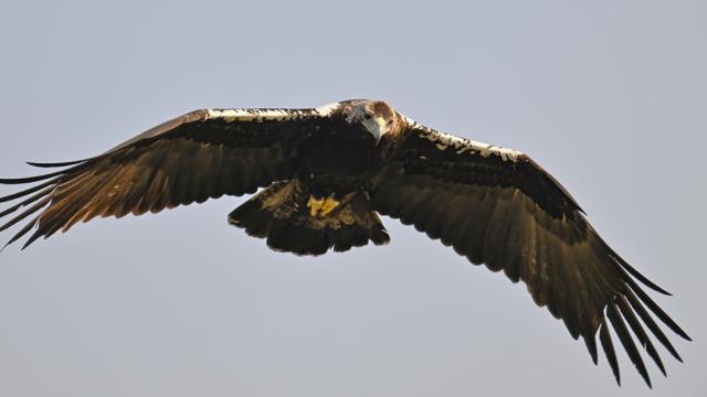 El ave imperial y endémica en España que ha dejado de estar en peligro de extinción