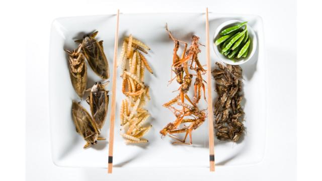 Un plato compuesto por varios insectos.