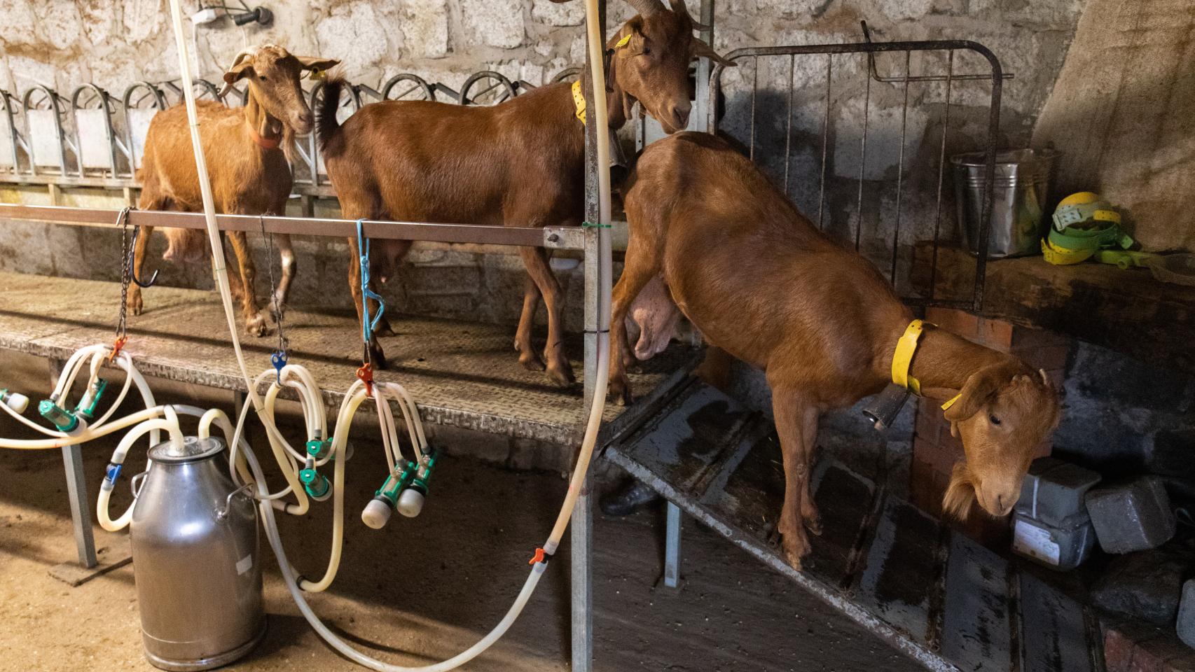 Un grupo de cabras terminando el proceso de ordeño en la quesería