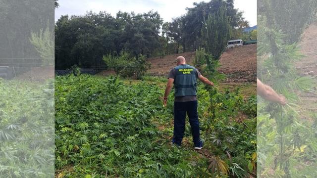 Encuentran un gran cultivo de marihuana entre las montañas de Ciudad Real