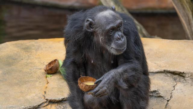 Uno de los animales que alberga el Bioparc de Fuengirola con su comida.
