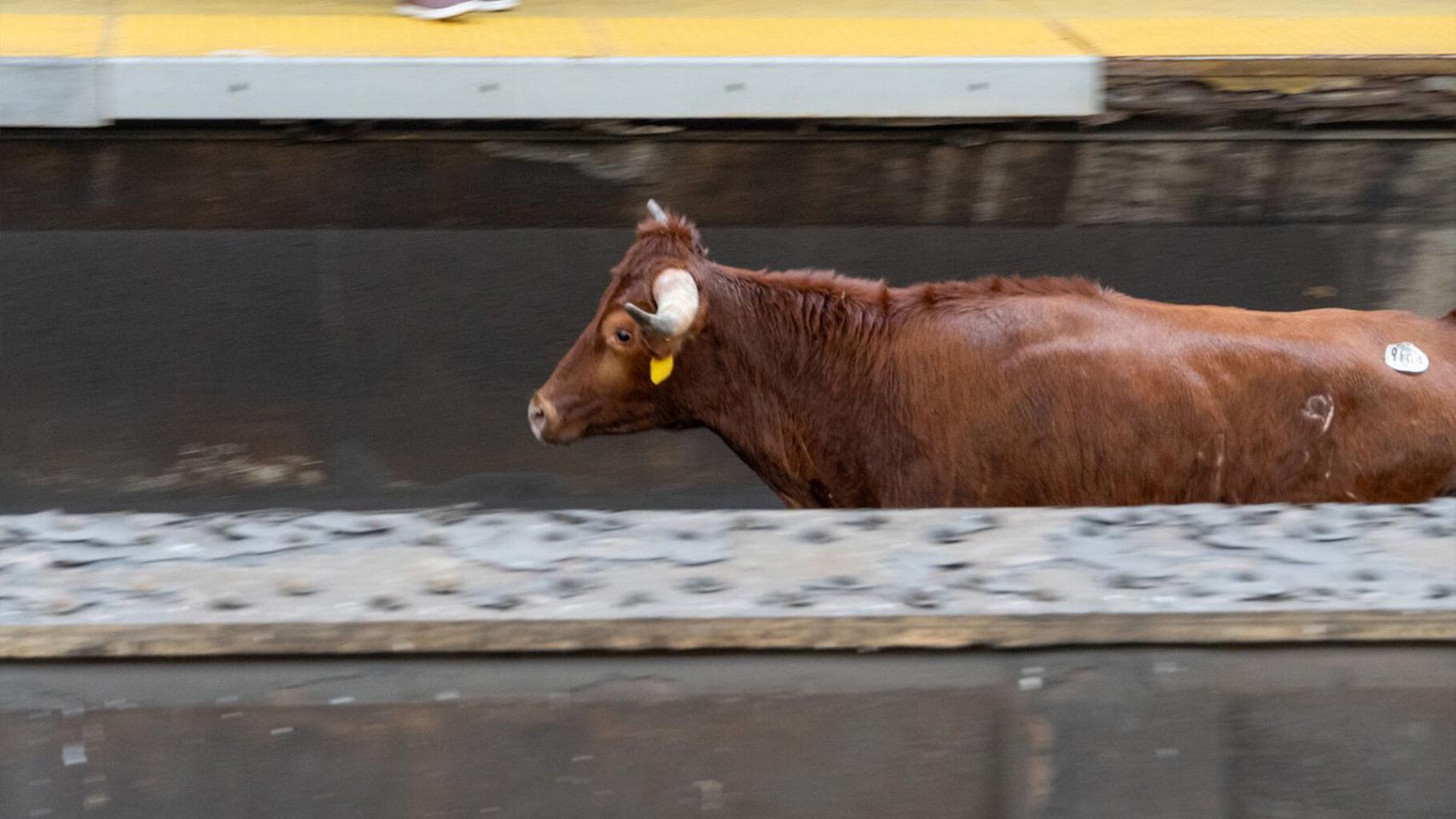El toro en las vías de Nueva Jersey.