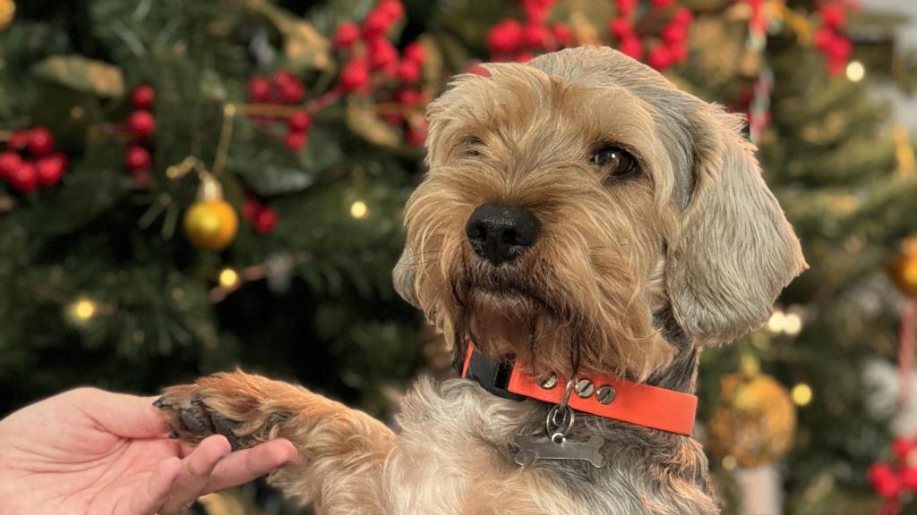 Fotografía retrato de mascota tomada con el iPhone 15 Pro Max