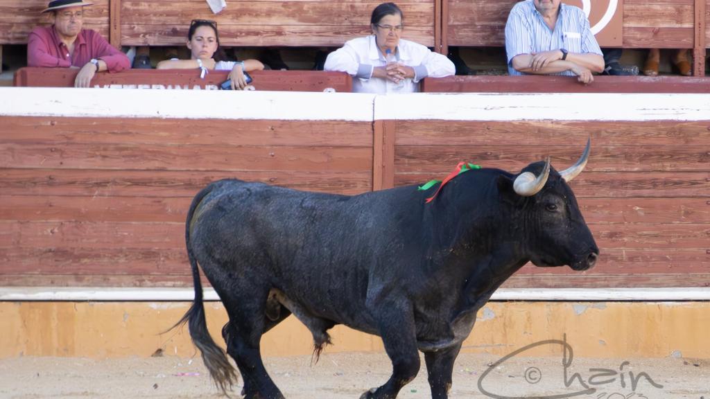 Aviador