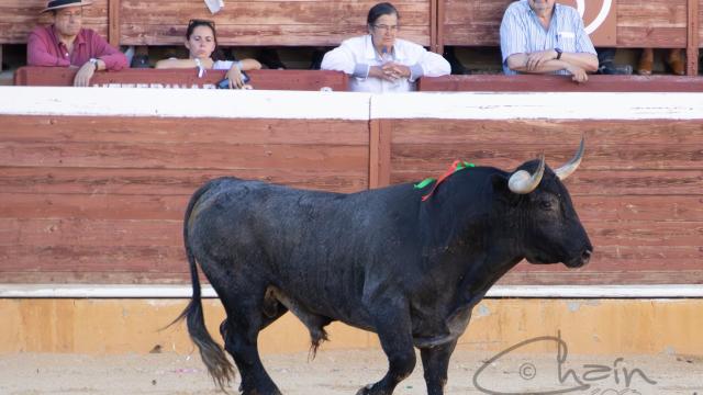 Aviador