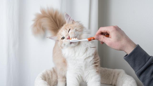 Imagen de archivo de un gato con un cepillo de dientes.