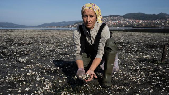 Una mujer sostiene crías de almeja en la ensenada de San Simón, Rías Baixas, a 17 de noviembre de 2023.