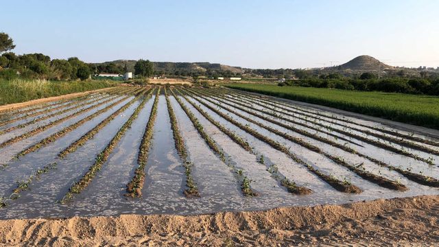El presidente de Asaja Alicante alerta del peligro que supone el recorte del trasvase para la alimentación en Europa.