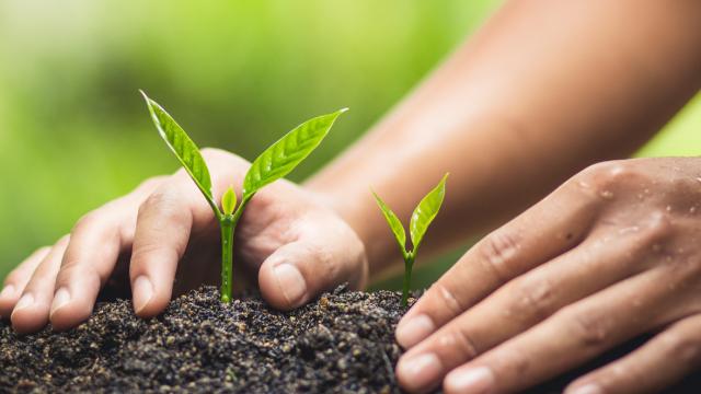 Las plantas hablan: esta es la curiosa razón por la que pueden comunicarse según los expertos
