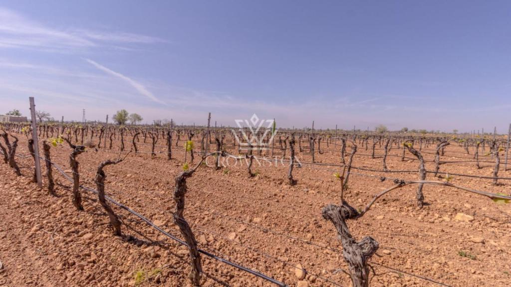 Viñedo. Foto: Idealista.