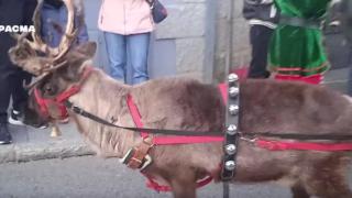 Uno de los renos de El Escorial.