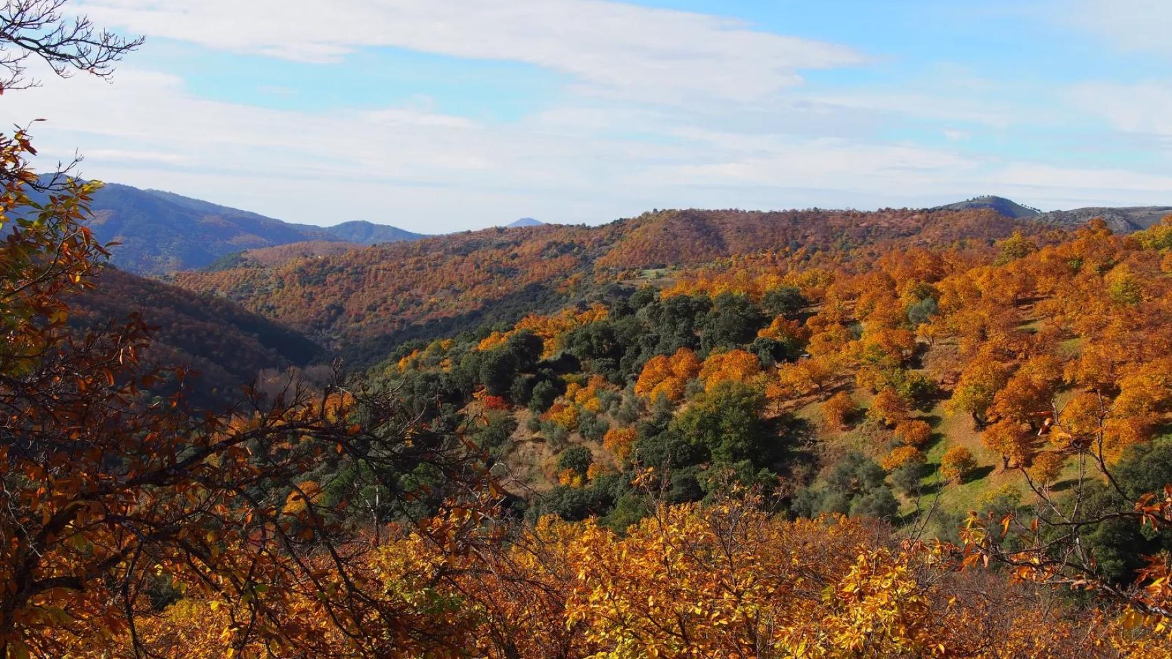 El Bosque de Cobre.