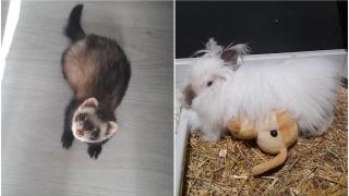 Filomena y Gladis, la hurona y la coneja de Orlando en A Coruña