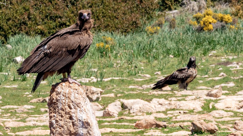 Buitre negro observado por un quebrantahuesos