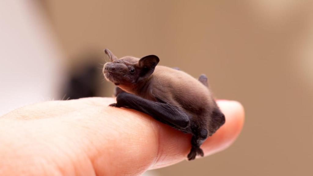 Murciélago abejorro
