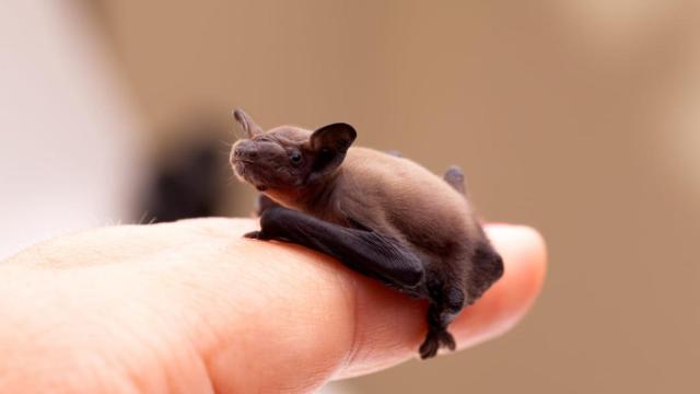 Murciélago abejorro