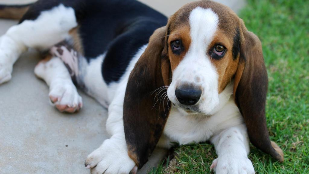 Basset hound