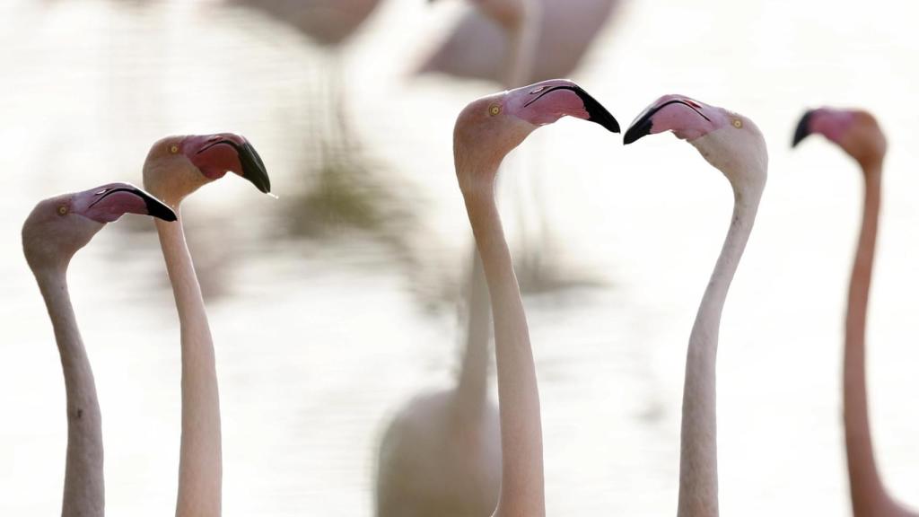 Los flamencos de la Albufera de Valencia