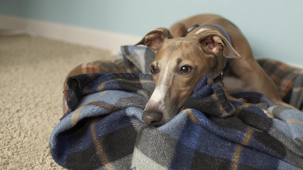 Galgo
